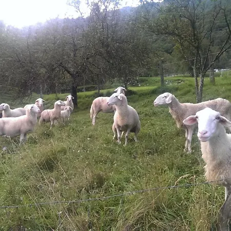 And Zonir With Sauna