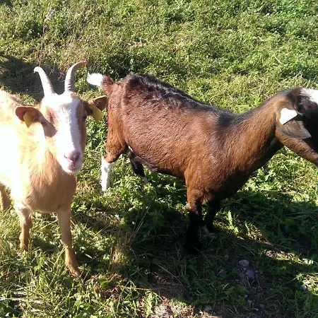 And Zonir With Sauna