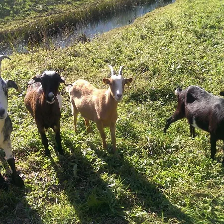 And Zonir With Sauna