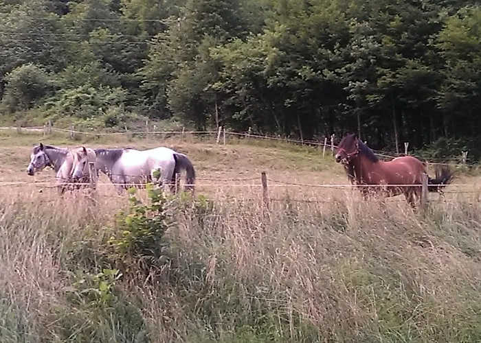 And Zonir With Sauna דירה קובאריד