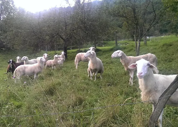 And Zonir With Sauna