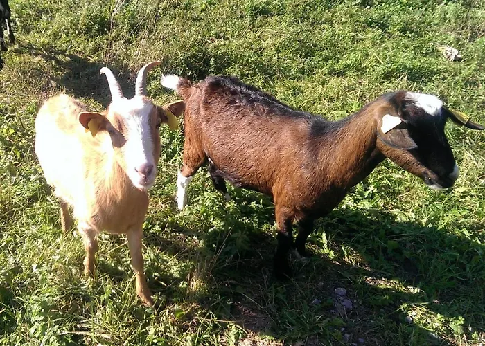 And Zonir With Sauna