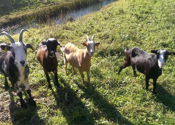 And Zonir With Sauna